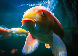 Like most fish, koi are egg layers, and once the female sheds the eggs they they will stick to whatever they come in contact with. How Long Do Koi Fish Live Lifespan Care And More