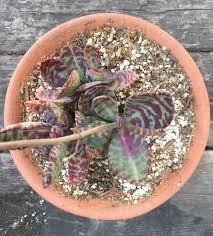 Kalanchoe Humilis Succulents Plants Garden