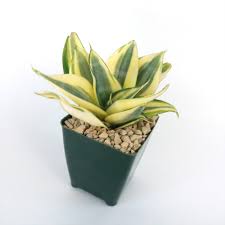 Image result for Sansevieria trifasciata