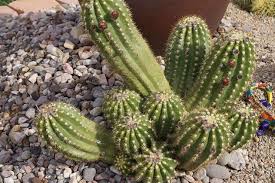 Read reviews, ratings and efficacy performance on many chemical based, organic and all natural insect repellents. Stink Bug Feeding Can Damage Nuts Las Vegas Review Journal