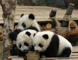 Endangered Panda Bears Panda Bear Panda Endangered Pandas