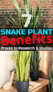 7 Great Snake Plant Benefits Proven In Research Studies Plant Benefits Snake Plant Care Plants