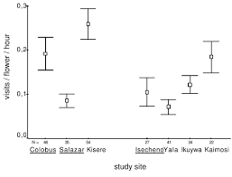 Image result for Acanthopale pubescens