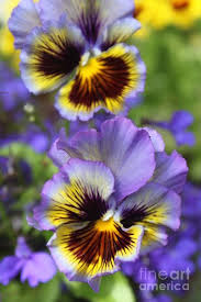 Frilled Pedal Pansies Art Print By Terri Thompson Pansies Flowers Pansies Art Purple Flowers
