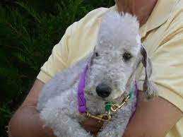 You will receive only the ashes of your pet. Pet Cremation Services 12 Photos 30 Reviews Pet Cremation Services 12000 W 52nd Ave Wheat Ridge Co Phone Number