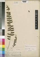 Image result for Asplenium barteri