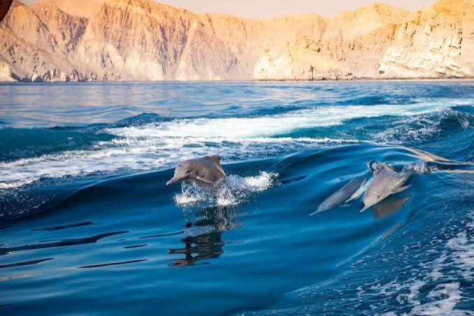 8 Best Things to Do in Khasab with Family - Dhow Khasab Tours