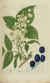 Image result for Rubus chapmanianus