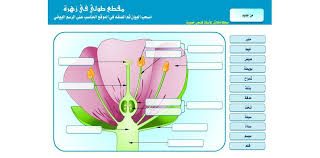 دراسة أجزاء الزهرة Anatomie Et Biologie En Flash Projets Scientifiques Idees Pour La Maison Education