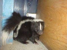How To Neutralize Skunk Odor