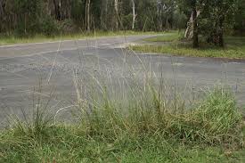 Image result for Sporobolus africanus