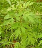 Artemisia argyi - Wikipedia