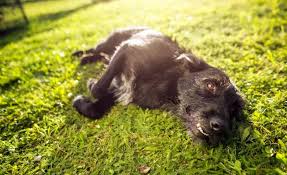 How can i keep the neighbors 2 dogs out of my yard? 6 Ways To Keep Your Dog In The Yard Without A Fence
