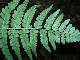Image result for Dryopteridaceae