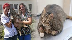 Obez Kedi Diyete Basladi Yerel Gundem Www Mahalligundem Com Haber Portali