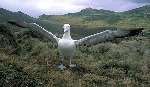 A few authors still consider them all subspecies of the. Wandering Albatros Feel Upwind Polarjournal