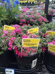Mums flowers for sale lowes. Scarlett Flame Creeping Phlox Lowes 3 18 15 Creeping Phlox Perennials Plants