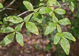 Image result for Citropsis