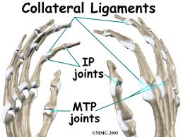 Image result for Finger Anatomy