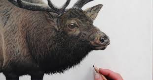 Bookmark this page for a new tutorial every saturday. I Create Hyperrealistic Pencil Drawings Of Animals Bored Panda