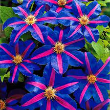 Check spelling or type a new query. Rare Clematis Bonsai Seed Perennial Flowers Climbing Clematis Seed 100 Pcs Bonsai Seeds Home Garden