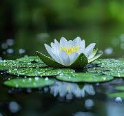 Nature Wallpaper Stock Photos, Images and Backgrounds for ...