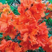 New Items Mandarin Lights Azalea Spring Hill Nursery Azaleas Trees To Plant