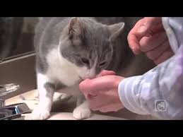 Check spelling or type a new query. Brushing Your Cat S Teeth Part 4 4 Week Training Program Youtube