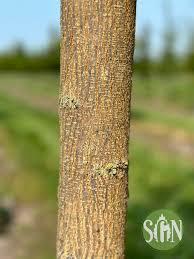 Image result for Maclura