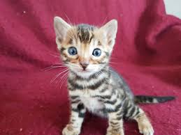 Bengal kittens & cats for sale near me | wild & sweet bengals. Bengal Kitten Craigslist Bengal Kitten For Sale 8 Week Old Bengal Kitten