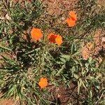 Image result for Tricliceras longepedunculatum