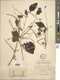 Image result for Blepharispermum pubescens