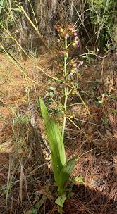 Image result for Eulophia alta