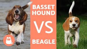 Image result for basset hound