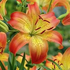 Asiatic Lily Bulbs Gardening Lily Flower Tree Lily Lilium Flower