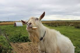 Solve, create, share and talk about jigsaw puzzles. Funny And Cute Goats Jigsaw Puzzles 9 Free Online Jigsaws