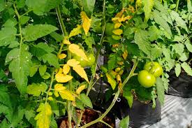 Image result for tomato seedling fusarium wilt