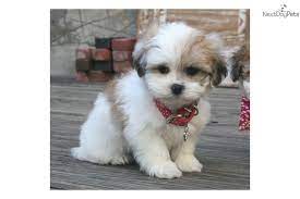 Baker Shichon Teddybear Teddy Bear Puppies Teddy Bear Dog Shichon Puppies