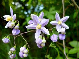 Image result for Solanum seaforthianum