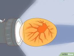 Check spelling or type a new query. Cara Mengenali Telur Burung Yang Infertil 6 Langkah