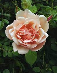 On the golden girls, dorothy often grew so exasperated with naive rose and her long stories about st. Rose Rosa Betty White In The Roses Database Garden Org