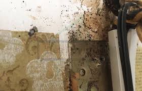 Визуально гифы черного цвета, отсюда название болезни — черная плесень. Chernaya Plesen V Vannoj Na Potolke Oknah Stenah V Kvartire V Uglu Komnaty Betone I Pod Oboyami Eyo Vidy I Foto