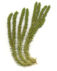 Image result for Aporrhiza