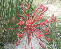 Image result for Pycreus mundtii