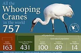 The 2018 Whooping Crane Infographic From The International Crane Foundation Savingcranes Shows 757 Cranes In Endangered Species Grad Student Human Development