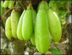 Manfaat buah belimbing besi bagi kesehatan tubuh. 9 Manfaat Belimbing Wuluh Belimbing Sayur Bagi Kesehatan Otak Einstein