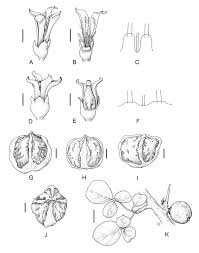 The tip of the stem. Commiphora Namibensis A C Male Flower B With Calyx And Corolla Download Scientific Diagram