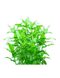 Image result for Floscopa tuberculata