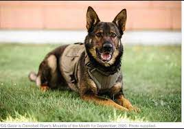 We will work with you to come up with a custom plan for you and your furry companion. 4pe7c Kfaznd M