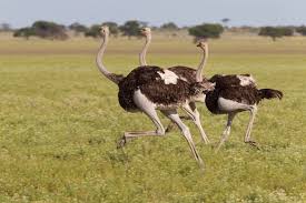Instead, it can run very fast and reach speeds up to 70 kilometers per hour, making it one of the fastest animals roaming the african savanna. How Fast Can An Ostrich Run Video Restova